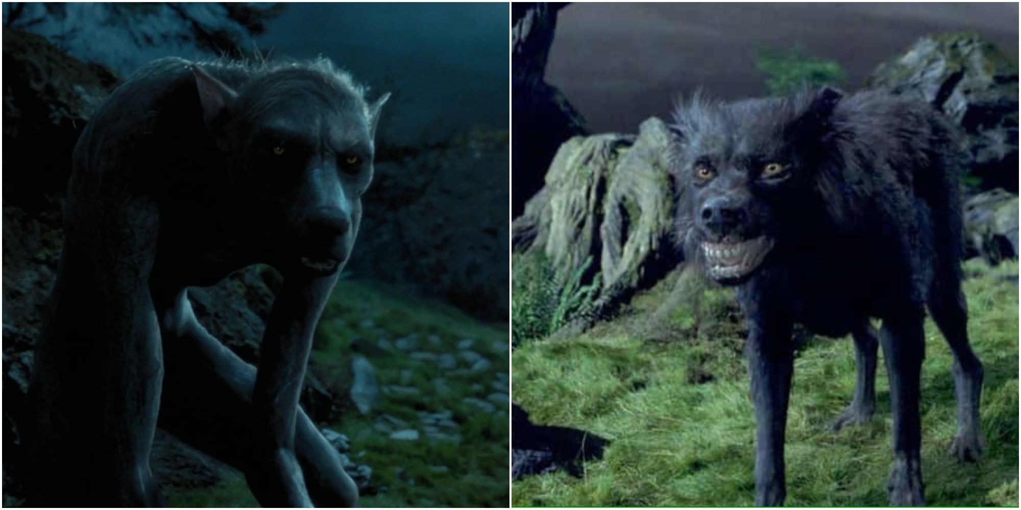 Unlocking the Mystery: Animagus vs Werewolf in Harry Potter