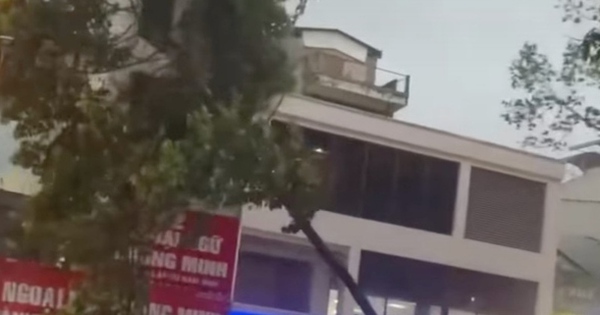 Cảnh tượng kinh hoàng: Mưa lớn đẩy cây trên 10m ngã xuống đường