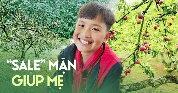 Ai đứng sau câu chuyện của cậu bé bán mận ở Mộc Châu?