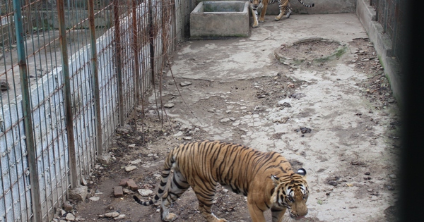 Hộ dân Thái Nguyên nhượng lại 6 con hổ cho chính quyền địa phương