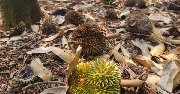 Sầu riêng non rụng la liệt, Gia Lai địa đầu sản xuất đang rơi vào khó khăn?