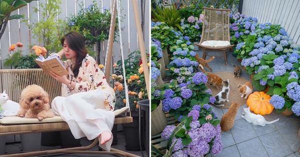 6 chú mèo và 1 chú chó chơi say đắm với vườn cổ tích trên sân thượng 70m2