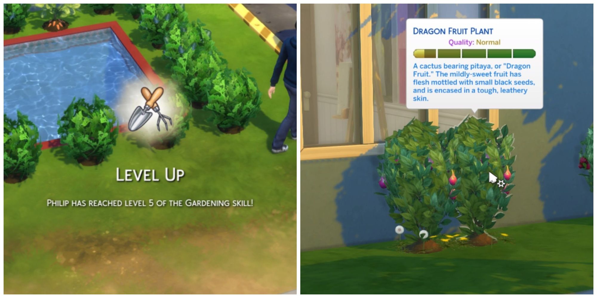 Unlock the Power of the Dragon Fruit Plant in The Sims 4