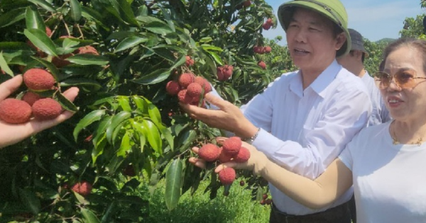 Lô vải không hạt cất cánh khỏi Việt Nam, đổ bộ tại Nhật Bản và Anh