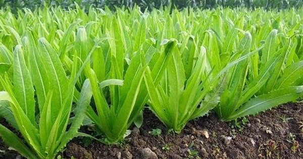 Rau giàu canxi gấp 36 lần canh xương hầm: ăn sống hay chín đều tốt?
