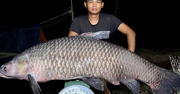 Câu được cá trắm đen siêu khủng hơn 40kg! Bất ngờ không tưởng!