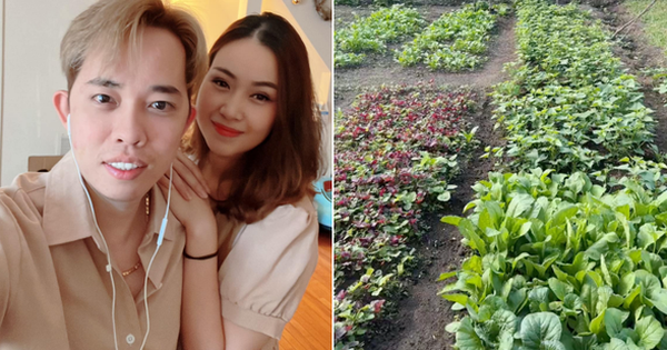 Kỷ niệm thăng hoa: Nghệ thuật trồng khoai lang, rau dền, mồng tơi tại Mỹ!