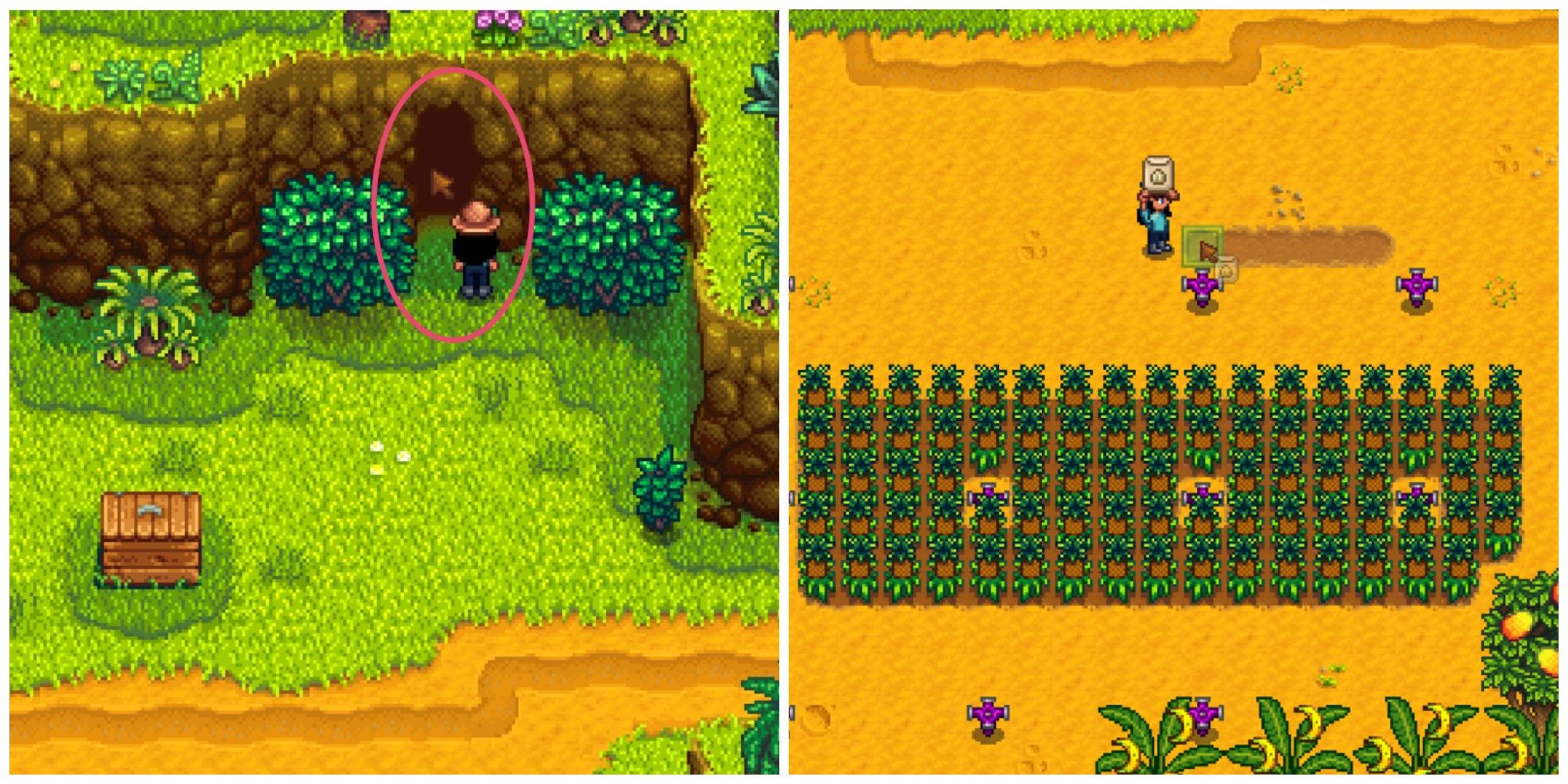 Unlocking The Secrets Of Ginger Island In Stardew Valley Optimal Crops   Hocmarketing Org Og 12538 Unlocking The Secrets Of Ginger Island In Stardew Valley Optimal Crops For Frogs 