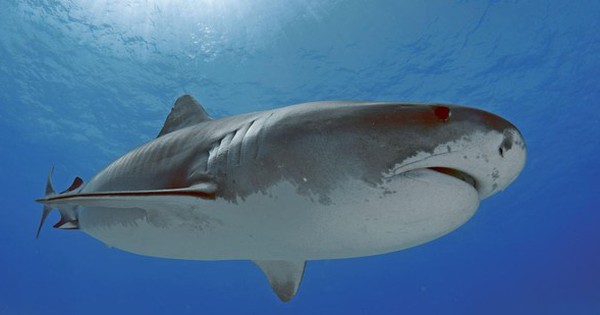 Cá mập tấn công đoàn phim, thuyền cháy nổ dữ dội giữa biển cả