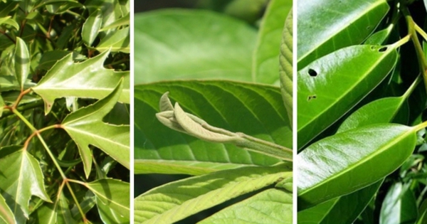 Khám phá những loại lá phổ biến giúp tăng cường sức khỏe