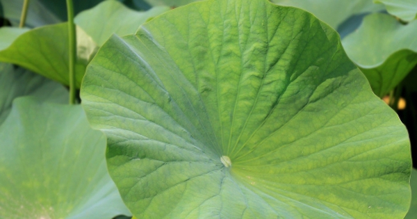 Cây sống trong bùn lầy: Khám phá những bí mật của thần dược tự nhiên