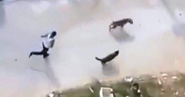 Chó Pitbull tấn công hàng xóm sau khi bị bạo hành: Sự trừng phạt đối với cả chủ và nạn nhân