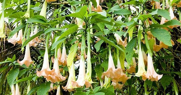 Kinh hoàng! Du khách ở Tam Đảo mắc ngộ độc khi thưởng thức hoa chuông