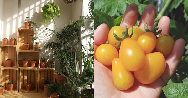 Biến ban công thành khu vườn rau xanh tươi tốt: Bí ngòi, cà chua bi, cà tím quyện đều