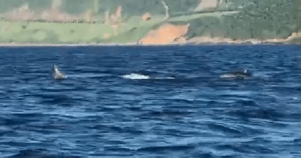 Clip: Bí ẩn sự xuất hiện lần đầu cá heo tại bán đảo Sơn Trà, Đà Nẵng