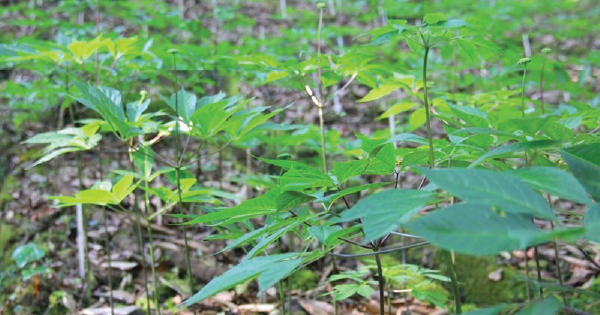 Lá sâm Ngọc Linh: Bí quyết sử dụng và hiệu quả đáng mong chờ