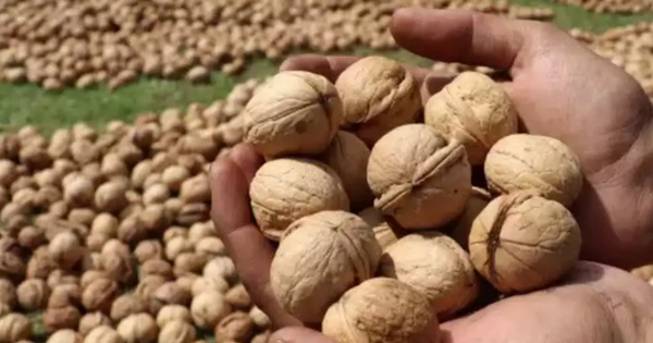 Hạt trường thọ siêu hiệu quả, giảm 25% nguy cơ tử vong, giá hot chỉ còn 900 nghìn/kg!