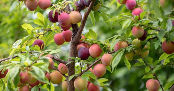 Quả siêu thần kỳ: Mở rộng nhịp tim, hạ mỡ máu và kiểm soát áp lực tuyệt vời từ núi rừng Tây Bắc