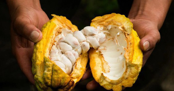 Top 1 loại hạt Việt Nam - Chữa huyết áp tự nhiên, ngăn ngừa đau tim và đột quỵ