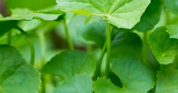 Top 4 loại rau giá rẻ chứa độc tố, giúp làm mát tuyệt vời trong mùa hè: Có loại còn miễn phí không phải trả tiền