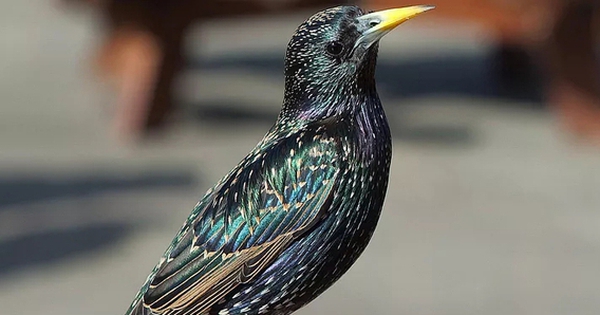 Khoảnh khắc lịch sử: Ông hùng táo ngất ngưởng phóng sinh 60 con chim lạ, Mỹ mất hơn 1 tỷ USD hàng năm!