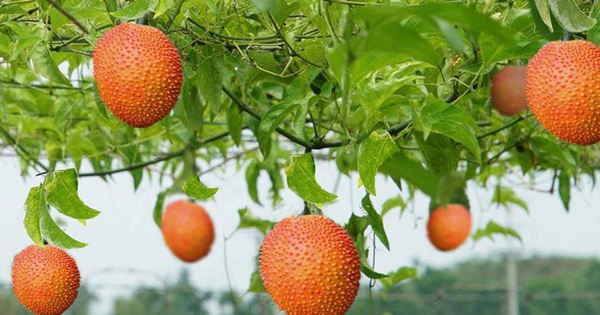 Phát hiện: Loại quả mọc dại tại Việt Nam có khả năng tăng cường sức khoẻ phi thường
