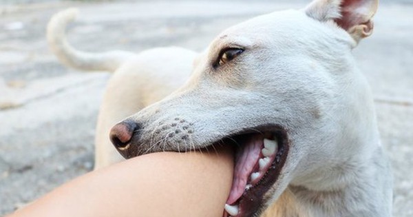 Mẹ bị chó con cắn 7 tháng qua đời vì sự nguy hiểm của căn bệnh dại