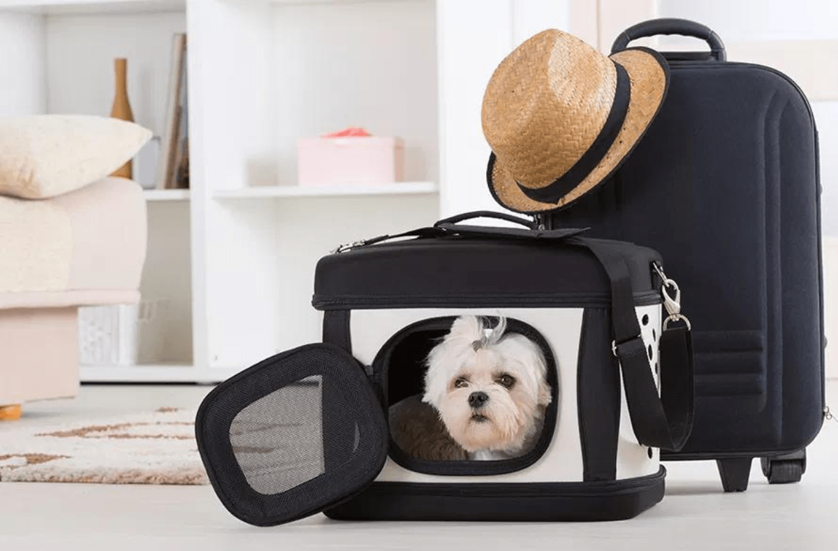 Ultimate Guide to Exploring the World with Your Furry Companion