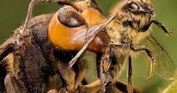 Tây Ninh: Ám ảnh kinh hoàng về phụ nữ bị ong 'mặt quỷ' đốt chết