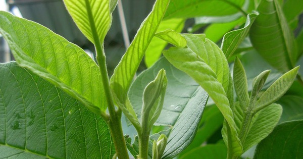 Khám phá ngay lợi ích bất ngờ của loại lá bỏ đi, giúp thanh lọc mỡ máu và phòng ngừa đột quỵ