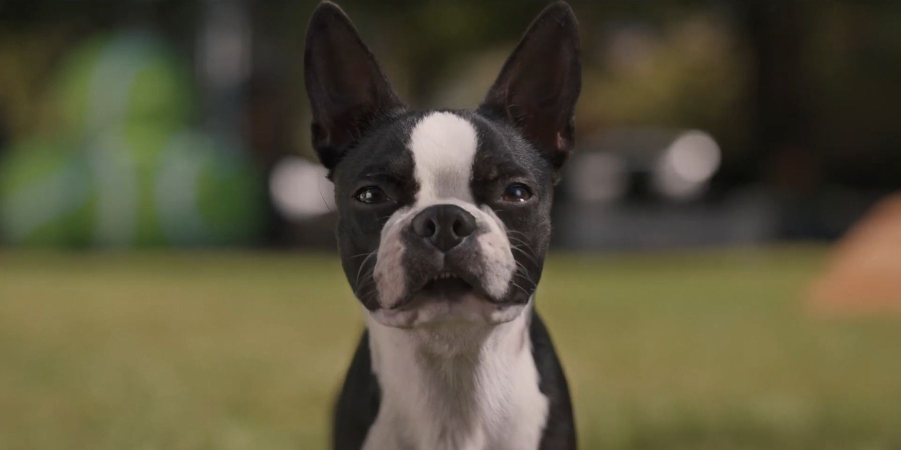 Unleashing the Unbelievable: How 'Strays' Producer Pitched an R-Rated Dog Movie That Wins Hearts - Exclusive Slideshow