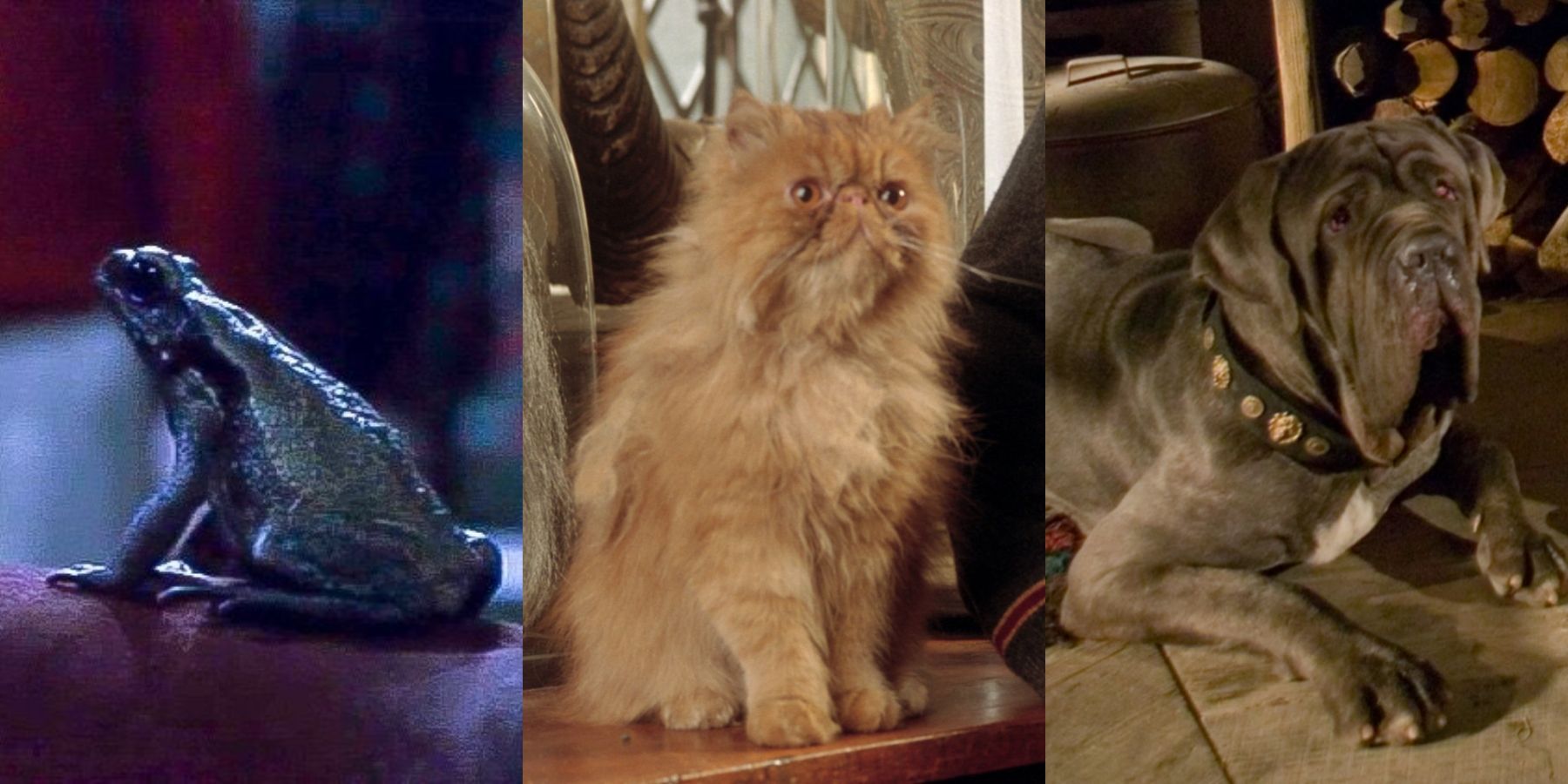 Harry Potter's Enchanted Animals: Unraveling the Mystery!